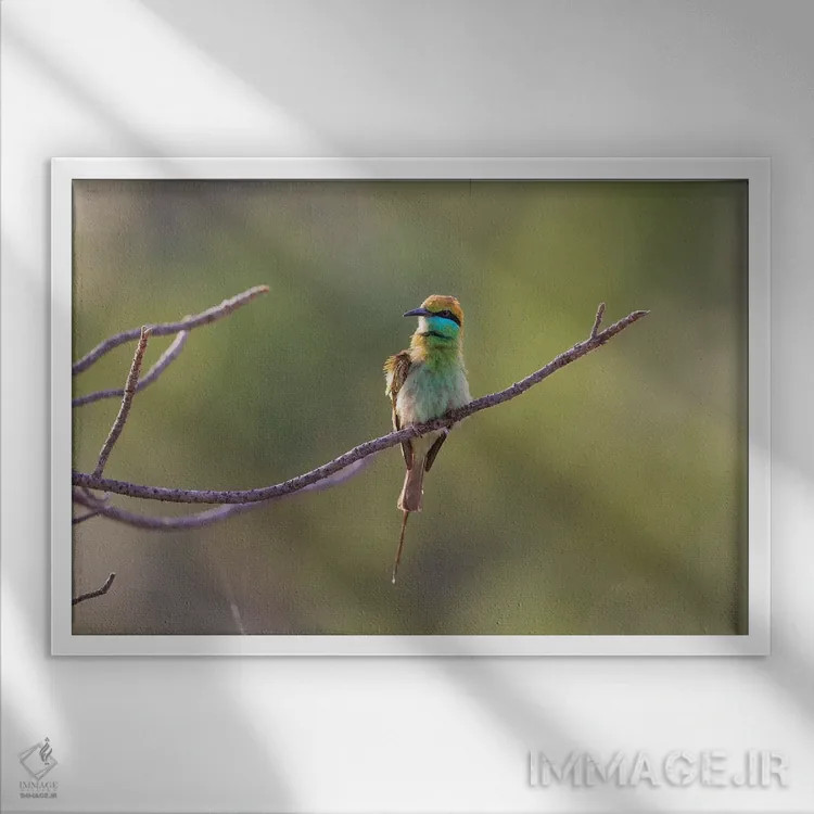 تابلو هند، مادیا پرادش، پارک ملی بندهاوگار. زنبورخوار سبز خود را روی شاخهای کوچک پُف کرده است اثر الن گاف - نمای قابدار سفید