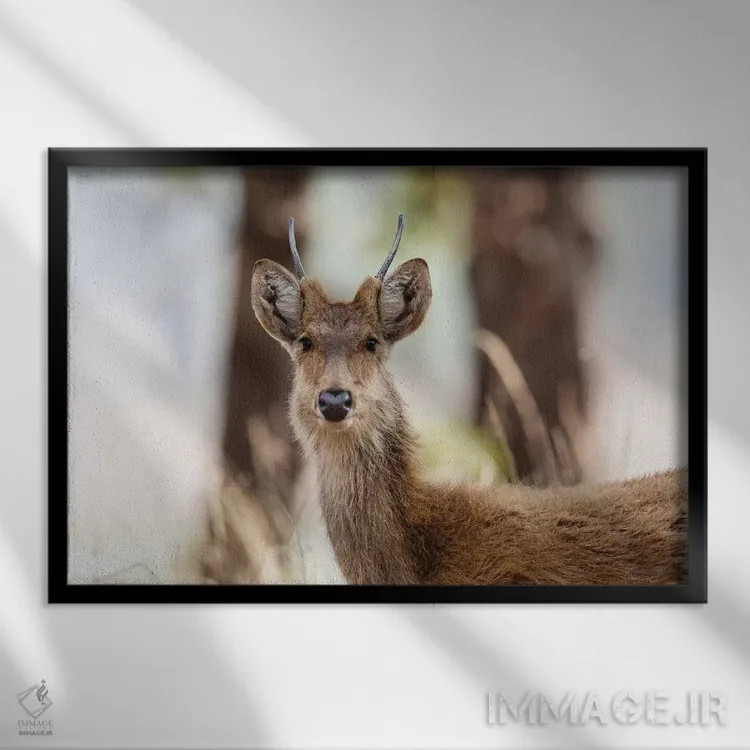 تابلو هند، مادیا پرادش، پارک ملی کانها. نمای نزدیک سر گوزن باراسینگای نر جوان اثر الن گاف - نمای قابدار مشکی