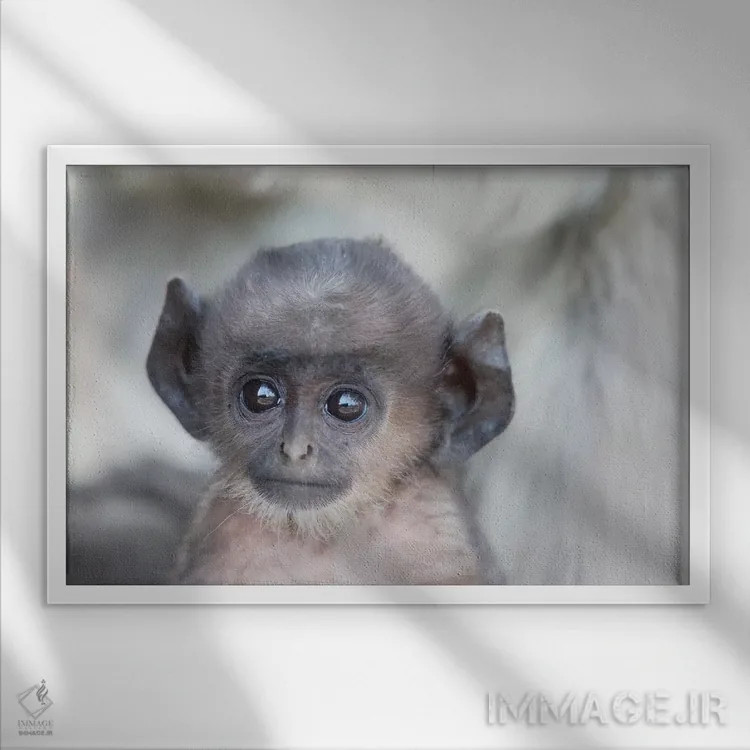 تابلو هند، مادیا پرادش، پارک ملی کانها. نمای نزدیک سر لنگور دشتهای شمالی جوان اثر الن گاف - نمای قابدار سفید