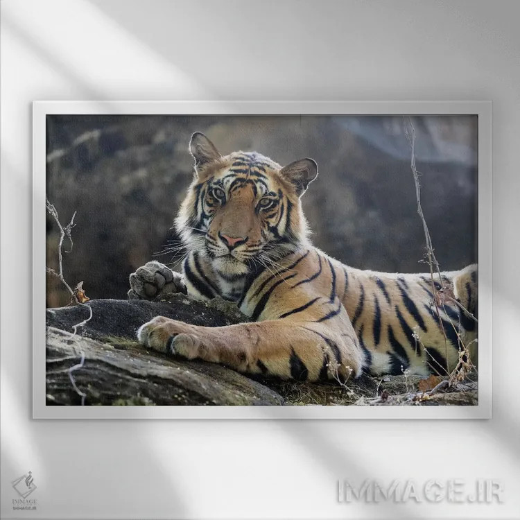 تابلو هند، مادیا پرادش، پارک ملی بندهاوگار. ببر بنگال جوان روی تختهسنگی خنک استراحت میکند اثر الن گاف - نمای قابدار سفید