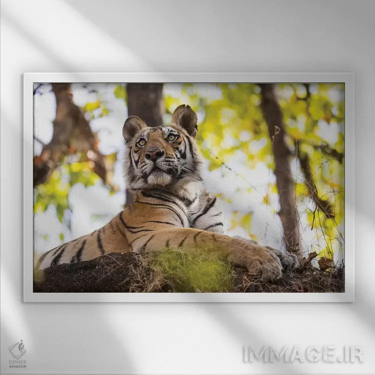 تابلو هند، مادیا پرادش، پارک ملی بندهاوگار. ببر بنگال جوان از فراز تختهسنگی بلند نظاره میکند اثر الن گاف - نمای قابدار سفید