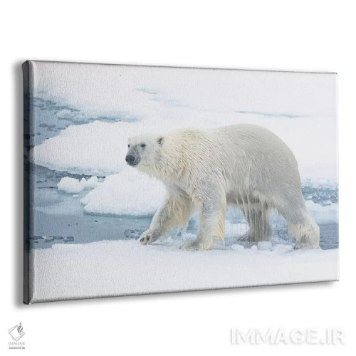 تابلو شمال سوالبارد، یخهای شناور. یک خرس قطبی از آب بیرون میآید اثر الن گاف - نمای پرسپکتیو محصول