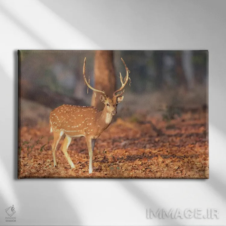 تابلو هند، ایالت مادیا پرادش، پارک ملی کانها. پرترهای از یک گوزن خالدار با مخمل کهنهای که از شاخهایش آویزان است اثر الن گاف - نمای روبهرو روی دیوار