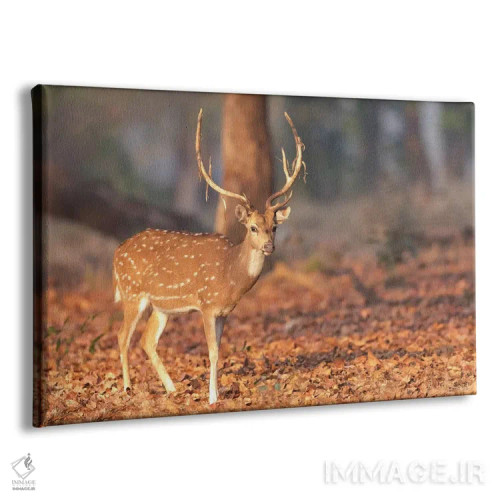 تابلو هند، ایالت مادیا پرادش، پارک ملی کانها. پرترهای از یک گوزن خالدار با مخمل کهنهای که از شاخهایش آویزان است اثر الن گاف - نمای پرسپکتیو محصول