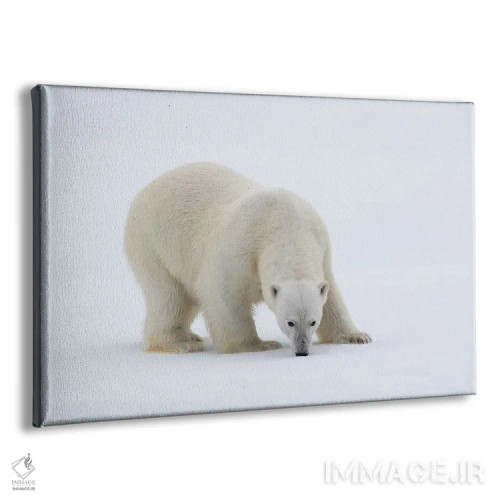 تابلو شمال سوالبارد، یخهای شناور. پرترهای از یک خرس قطبی روی یک تکه یخ بزرگ اثر الن گاف - نمای پرسپکتیو محصول