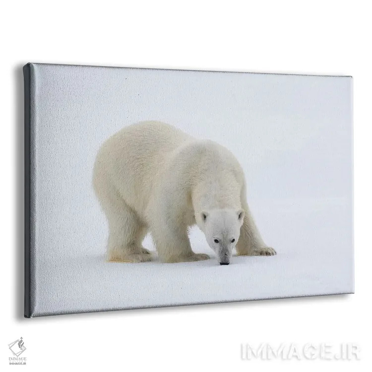 تابلو شمال سوالبارد، یخهای شناور. پرترهای از یک خرس قطبی روی یک تکه یخ بزرگ اثر الن گاف - نمای پرسپکتیو محصول