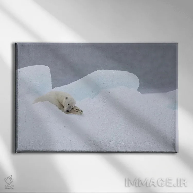 تابلو شمال سوالبارد، یخهای شناور. یک خرس قطبی نر بسیار پیر در حال استراحت روی یخهای شناور اثر الن گاف - نمای روبهرو روی دیوار