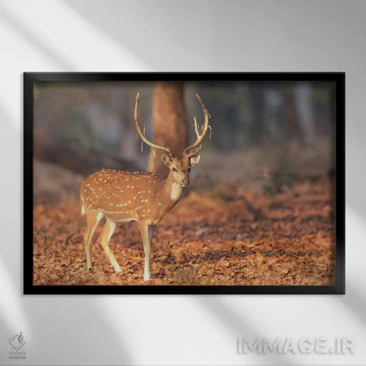 تابلو هند، ایالت مادیا پرادش، پارک ملی کانها. پرترهای از یک گوزن خالدار با مخمل کهنهای که از شاخهایش آویزان است اثر الن گاف - نمای قابدار مشکی