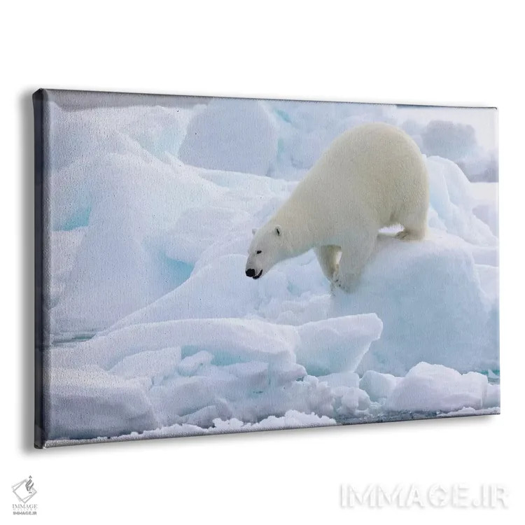 تابلو شمال سوالبارد، یخهای شناور. پرترهای از یک خرس قطبی در حال راه رفتن روی یخهای شناور اثر الن گاف - نمای پرسپکتیو محصول