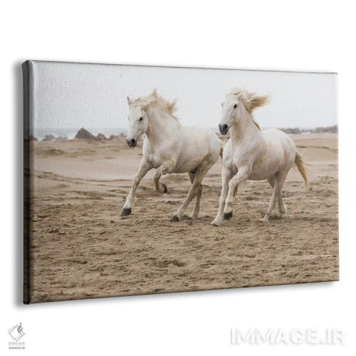 تابلو فرانسه، منطقه کامارگ، سنت-ماری-دو-لا-مر. اسبهای کامارگ در حال دویدن کنار ساحل اثر الن گاف - نمای پرسپکتیو محصول