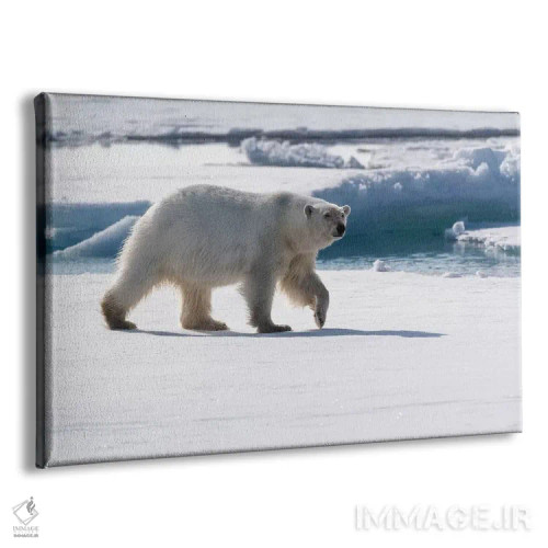 تابلو شمال سوالبارد، یخهای شناور. پرترهای از یک خرس قطبی در حال راه رفتن روی یخهای شناور اثر الن گاف - نمای پرسپکتیو محصول
