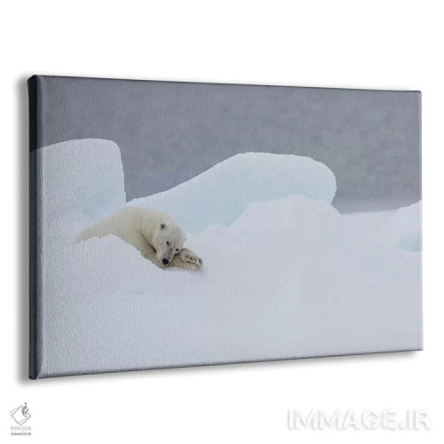 تابلو شمال سوالبارد، یخهای شناور. یک خرس قطبی نر بسیار پیر در حال استراحت روی یخهای شناور اثر الن گاف - نمای پرسپکتیو محصول
