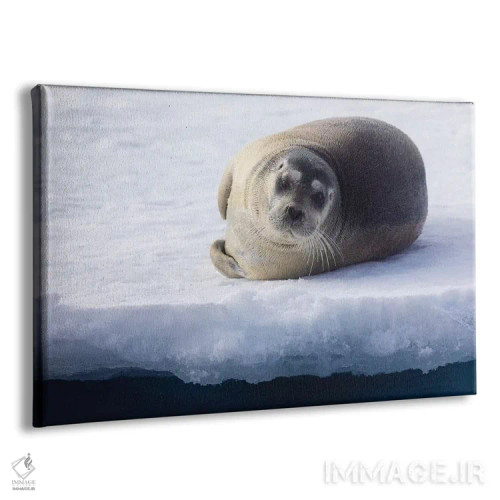 تابلو شمال سوالبارد، یخهای شناور. پرترهای از یک فک ریشو جوان بیرون آمده روی یخهای شناور اثر الن گاف - نمای پرسپکتیو محصول