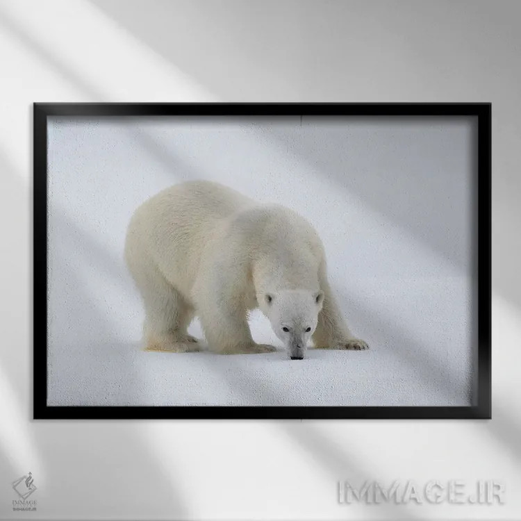 تابلو شمال سوالبارد، یخهای شناور. پرترهای از یک خرس قطبی روی یک تکه یخ بزرگ اثر الن گاف - نمای قابدار مشکی