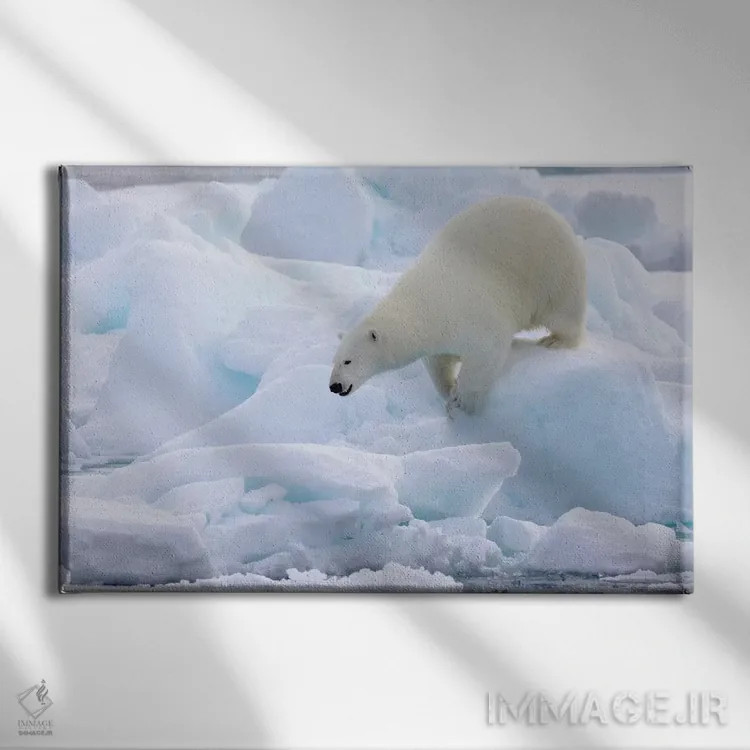 تابلو شمال سوالبارد، یخهای شناور. پرترهای از یک خرس قطبی در حال راه رفتن روی یخهای شناور اثر الن گاف - نمای روبهرو روی دیوار