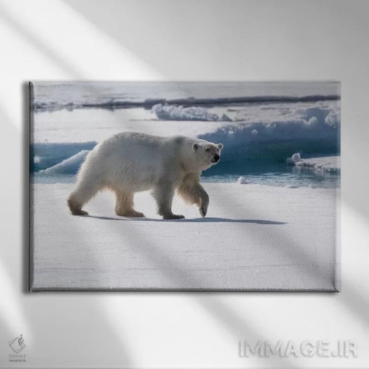 تابلو شمال سوالبارد، یخهای شناور. پرترهای از یک خرس قطبی در حال راه رفتن روی یخهای شناور اثر الن گاف - نمای روبهرو روی دیوار