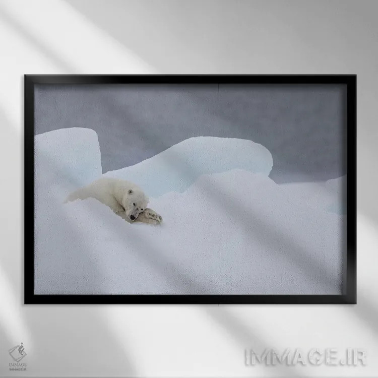 تابلو شمال سوالبارد، یخهای شناور. یک خرس قطبی نر بسیار پیر در حال استراحت روی یخهای شناور اثر الن گاف - نمای قابدار مشکی