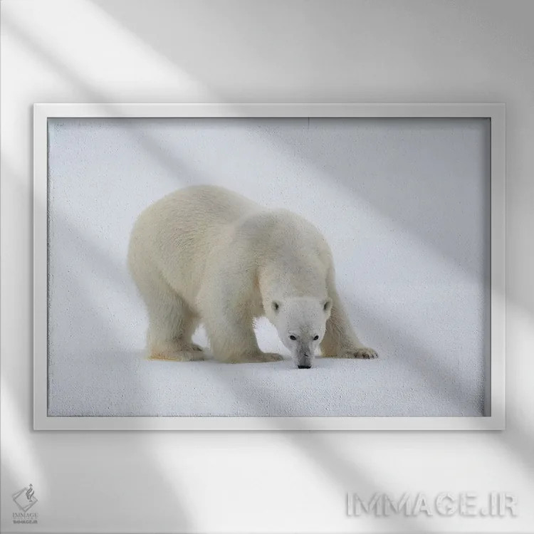 تابلو شمال سوالبارد، یخهای شناور. پرترهای از یک خرس قطبی روی یک تکه یخ بزرگ اثر الن گاف - نمای قابدار سفید