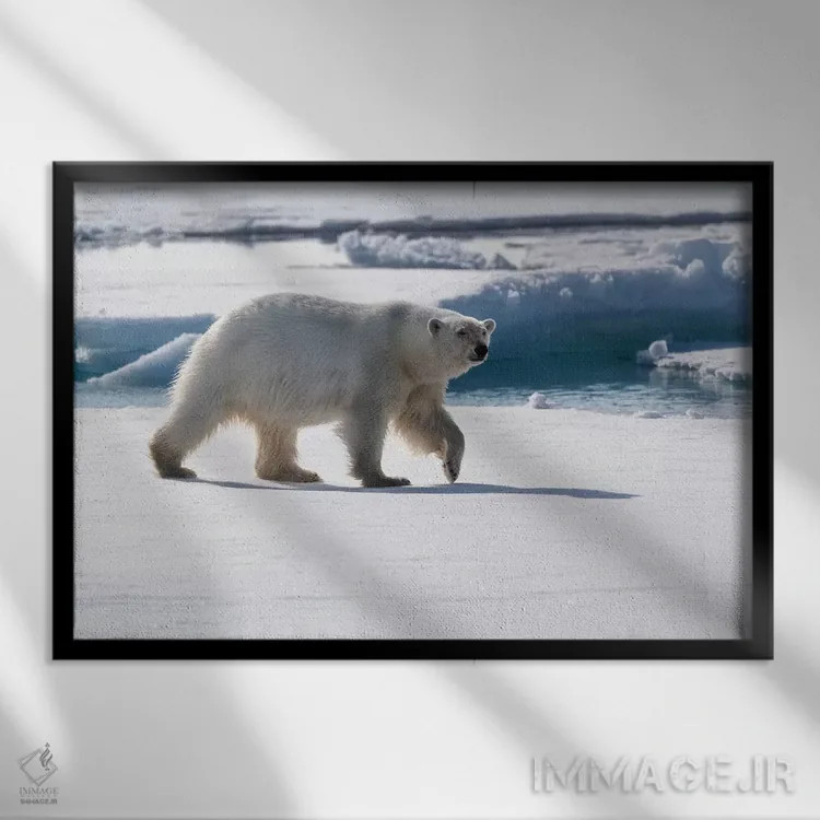 تابلو شمال سوالبارد، یخهای شناور. پرترهای از یک خرس قطبی در حال راه رفتن روی یخهای شناور اثر الن گاف - نمای قابدار مشکی