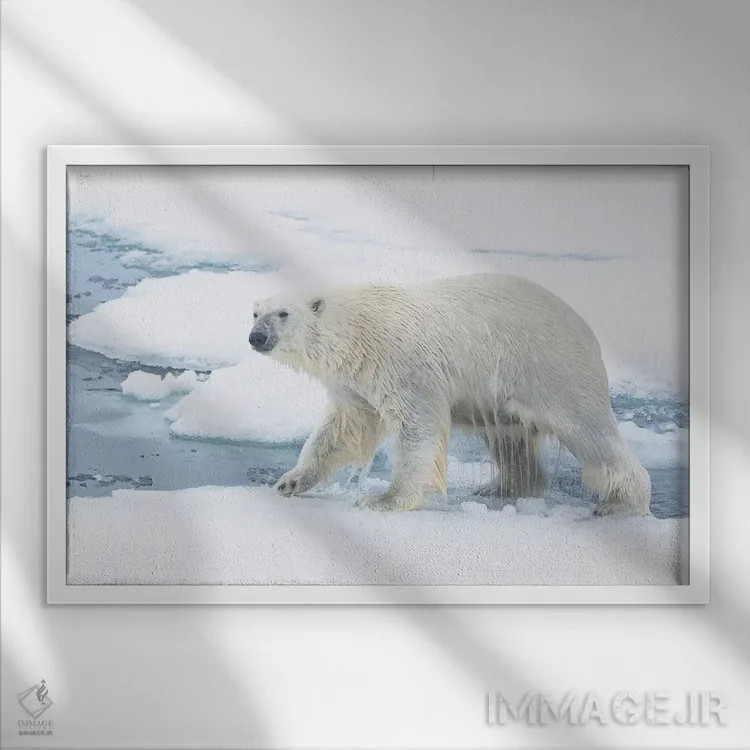 تابلو شمال سوالبارد، یخهای شناور. یک خرس قطبی از آب بیرون میآید اثر الن گاف - نمای قابدار سفید