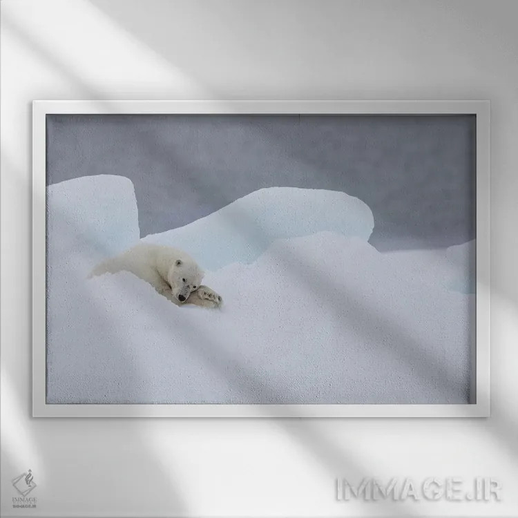 تابلو شمال سوالبارد، یخهای شناور. یک خرس قطبی نر بسیار پیر در حال استراحت روی یخهای شناور اثر الن گاف - نمای قابدار سفید