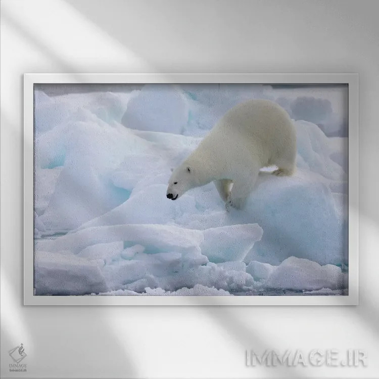 تابلو شمال سوالبارد، یخهای شناور. پرترهای از یک خرس قطبی در حال راه رفتن روی یخهای شناور اثر الن گاف - نمای قابدار سفید