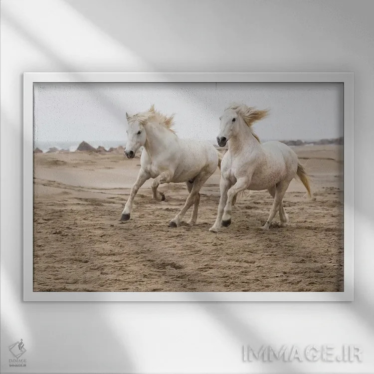 تابلو فرانسه، منطقه کامارگ، سنت-ماری-دو-لا-مر. اسبهای کامارگ در حال دویدن کنار ساحل اثر الن گاف - نمای قابدار سفید