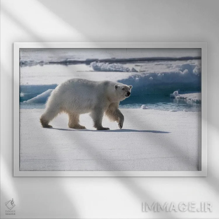 تابلو شمال سوالبارد، یخهای شناور. پرترهای از یک خرس قطبی در حال راه رفتن روی یخهای شناور اثر الن گاف - نمای قابدار سفید