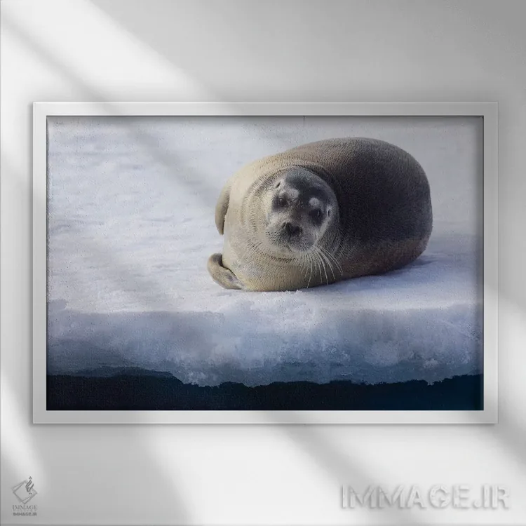 تابلو شمال سوالبارد، یخهای شناور. پرترهای از یک فک ریشو جوان بیرون آمده روی یخهای شناور اثر الن گاف - نمای قابدار سفید