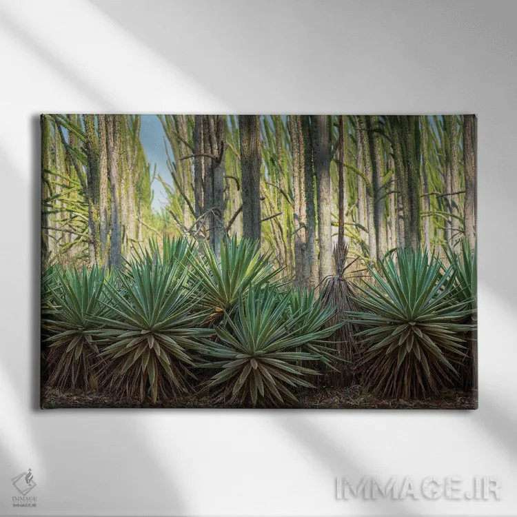 تابلو آفریقا، ماداگاسکار، منطقه آنوسی، ذخیرهگاه برنتی، جنگل خاردار. گیاهان سیسال در حاشیه گیاهان برگریز قرار دارند اثر الن گاف - نمای روبهرو روی دیوار