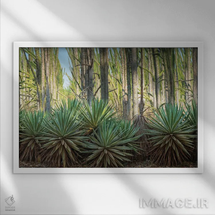 تابلو آفریقا، ماداگاسکار، منطقه آنوسی، ذخیرهگاه برنتی، جنگل خاردار. گیاهان سیسال در حاشیه گیاهان برگریز قرار دارند اثر الن گاف - نمای قابدار سفید