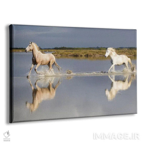 تابلو فرانسه، منطقه کامارگ، سنت-ماری-دو-لا-مر. اسبهای کامارگ در حال تاختن در آب I اثر الن گاف - نمای پرسپکتیو محصول