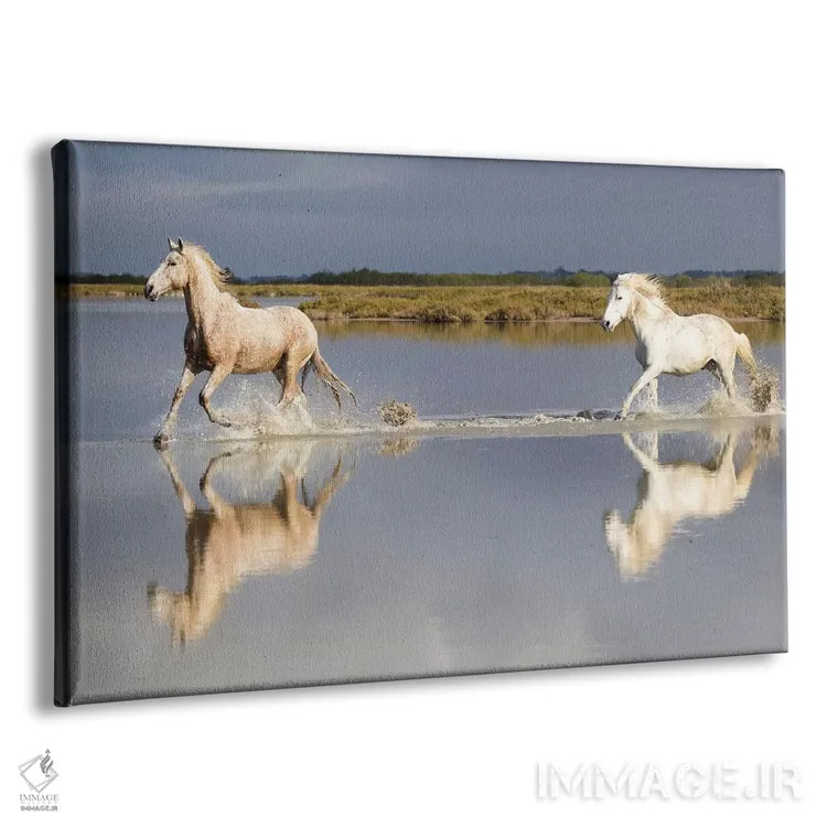تابلو فرانسه، منطقه کامارگ، سنت-ماری-دو-لا-مر. اسبهای کامارگ در حال تاختن در آب I اثر الن گاف - نمای پرسپکتیو محصول