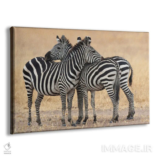 تابلو آفریقا، تانزانیا. دو گورخر کنار یکدیگر نزدیک به سومی ایستادهاند اثر الن گاف - نمای پرسپکتیو محصول