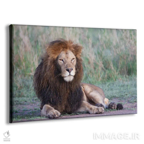 تابلو آفریقا، تانزانیا. پرترهای از یک شیر نر با یال سیاه اثر الن گاف - نمای پرسپکتیو محصول