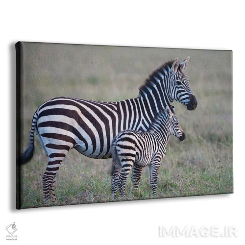 تابلو آفریقا، تانزانیا. یک کره اسب جوان کنار مادرش ایستاده است اثر الن گاف - نمای پرسپکتیو محصول