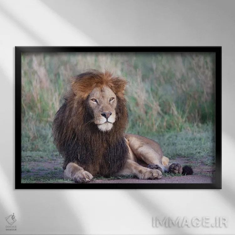 تابلو آفریقا، تانزانیا. پرترهای از یک شیر نر با یال سیاه اثر الن گاف - نمای قابدار مشکی