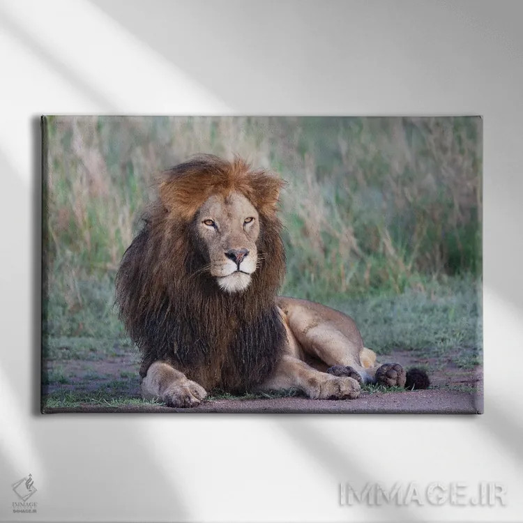 تابلو آفریقا، تانزانیا. پرترهای از یک شیر نر با یال سیاه اثر الن گاف - نمای روبهرو روی دیوار