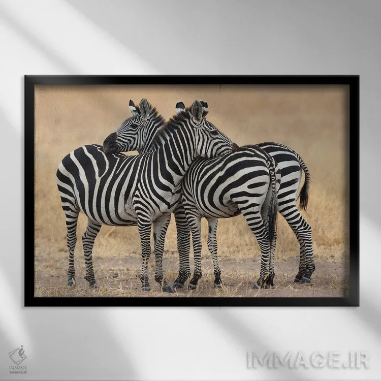 تابلو آفریقا، تانزانیا. دو گورخر کنار یکدیگر نزدیک به سومی ایستادهاند اثر الن گاف - نمای قابدار مشکی