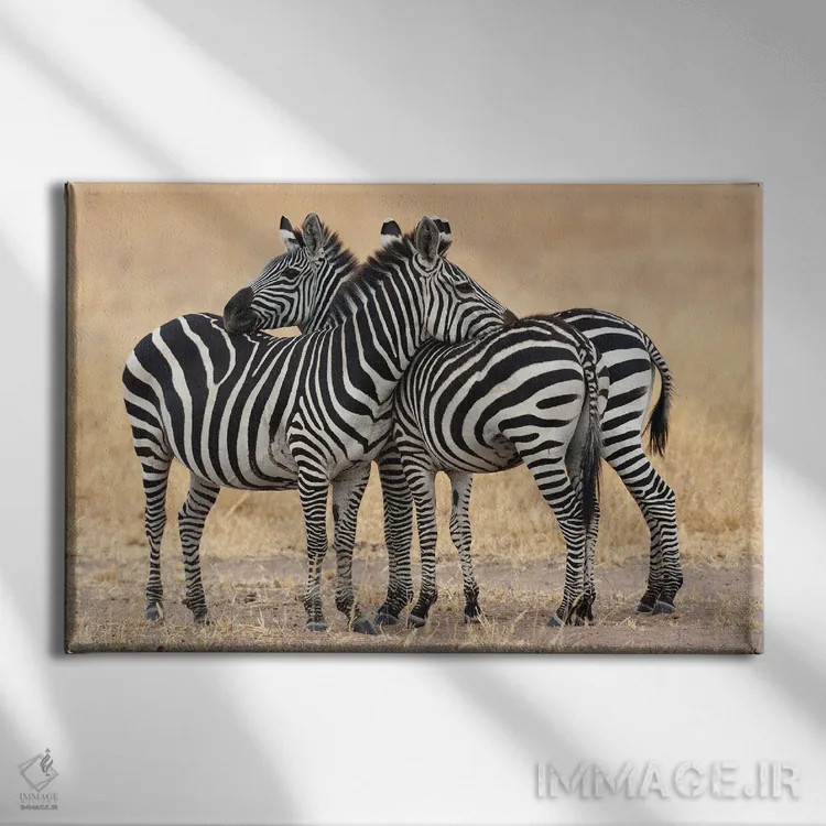 تابلو آفریقا، تانزانیا. دو گورخر کنار یکدیگر نزدیک به سومی ایستادهاند اثر الن گاف - نمای روبهرو روی دیوار