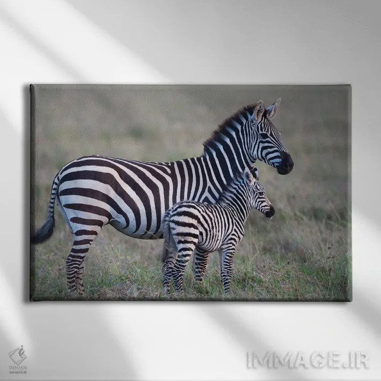 تابلو آفریقا، تانزانیا. یک کره اسب جوان کنار مادرش ایستاده است اثر الن گاف - نمای روبهرو روی دیوار