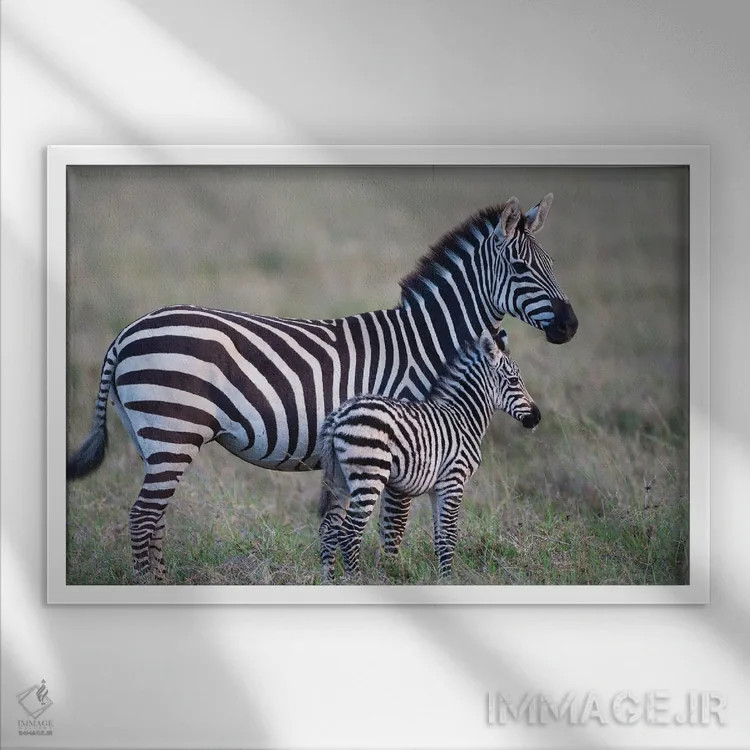 تابلو آفریقا، تانزانیا. یک کره اسب جوان کنار مادرش ایستاده است اثر الن گاف - نمای قابدار سفید