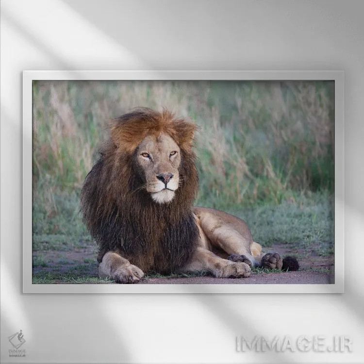 تابلو آفریقا، تانزانیا. پرترهای از یک شیر نر با یال سیاه اثر الن گاف - نمای قابدار سفید