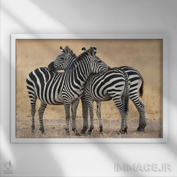 تابلو آفریقا، تانزانیا. دو گورخر کنار یکدیگر نزدیک به سومی ایستادهاند اثر الن گاف - نمای قابدار سفید