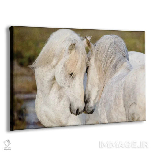 تابلو فرانسه، منطقه کامارگ، سنت-ماری-دو-لا-مر. دو اسب کامارگ نر در حال تعامل با یکدیگر اثر الن گاف - نمای پرسپکتیو محصول
