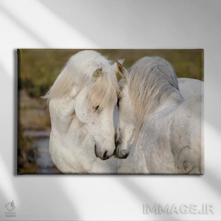 تابلو فرانسه، منطقه کامارگ، سنت-ماری-دو-لا-مر. دو اسب کامارگ نر در حال تعامل با یکدیگر اثر الن گاف - نمای روبهرو روی دیوار