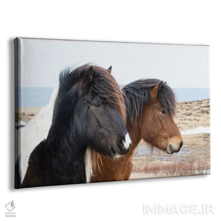 تابلو ایسلند، آکوریری. اسبهای ایسلندی اثر الن گاف - نمای پرسپکتیو محصول