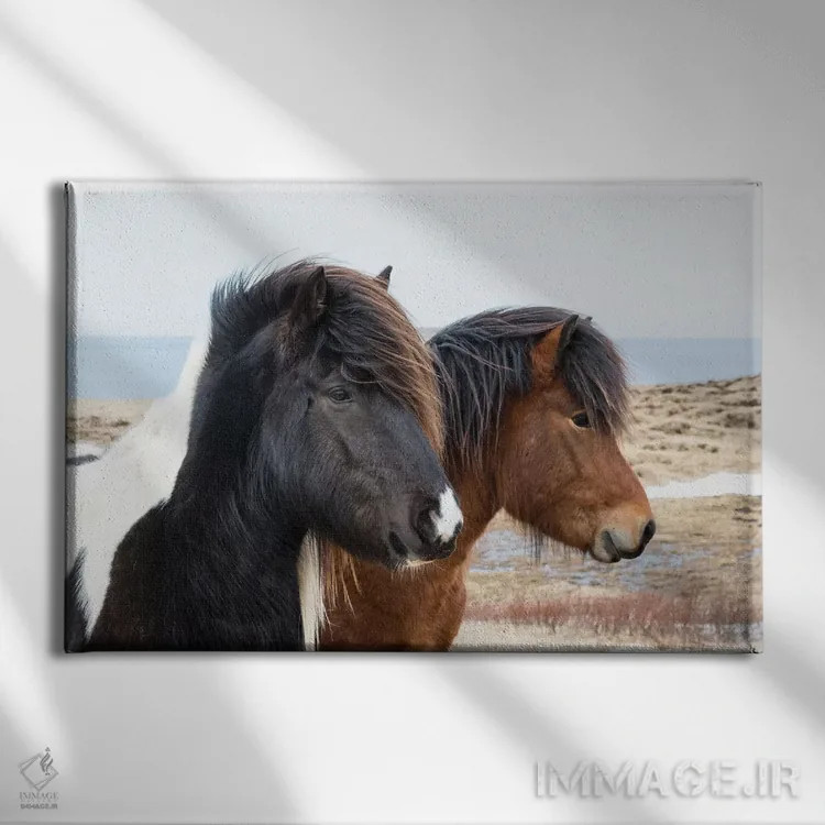 تابلو ایسلند، آکوریری. اسبهای ایسلندی اثر الن گاف - نمای روبهرو روی دیوار