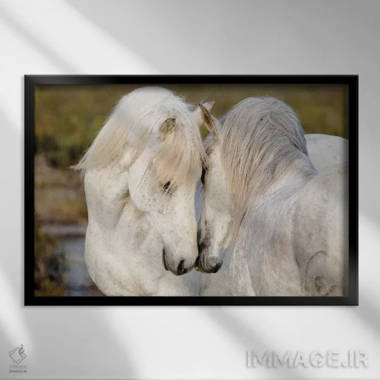 تابلو فرانسه، منطقه کامارگ، سنت-ماری-دو-لا-مر. دو اسب کامارگ نر در حال تعامل با یکدیگر اثر الن گاف - نمای قابدار مشکی