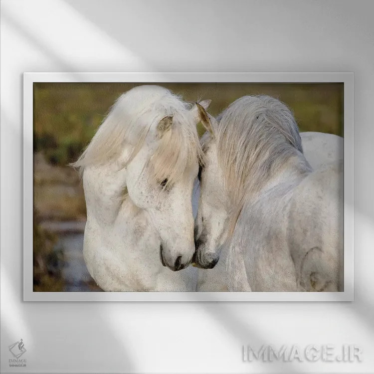 تابلو فرانسه، منطقه کامارگ، سنت-ماری-دو-لا-مر. دو اسب کامارگ نر در حال تعامل با یکدیگر اثر الن گاف - نمای قابدار سفید